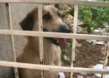 Moradora denuncia maus-tratos à cadela presa sem água e sem comida