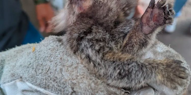 Pelotão Ambiental da Guarda Municipal realiza resgate de sagui no bairro Paredões