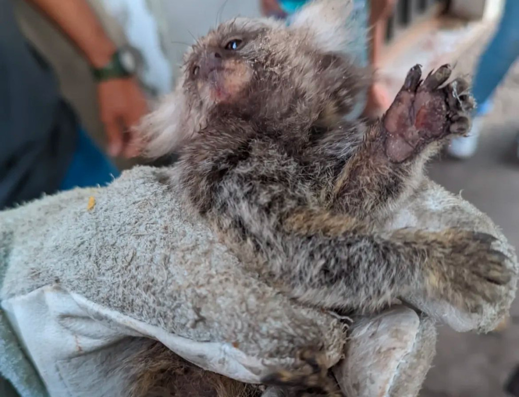 Pelotão Ambiental da Guarda Municipal realiza resgate de sagui no bairro Paredões