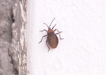 “Eles invadem tudo”, relatam moradores após infestação de besouros