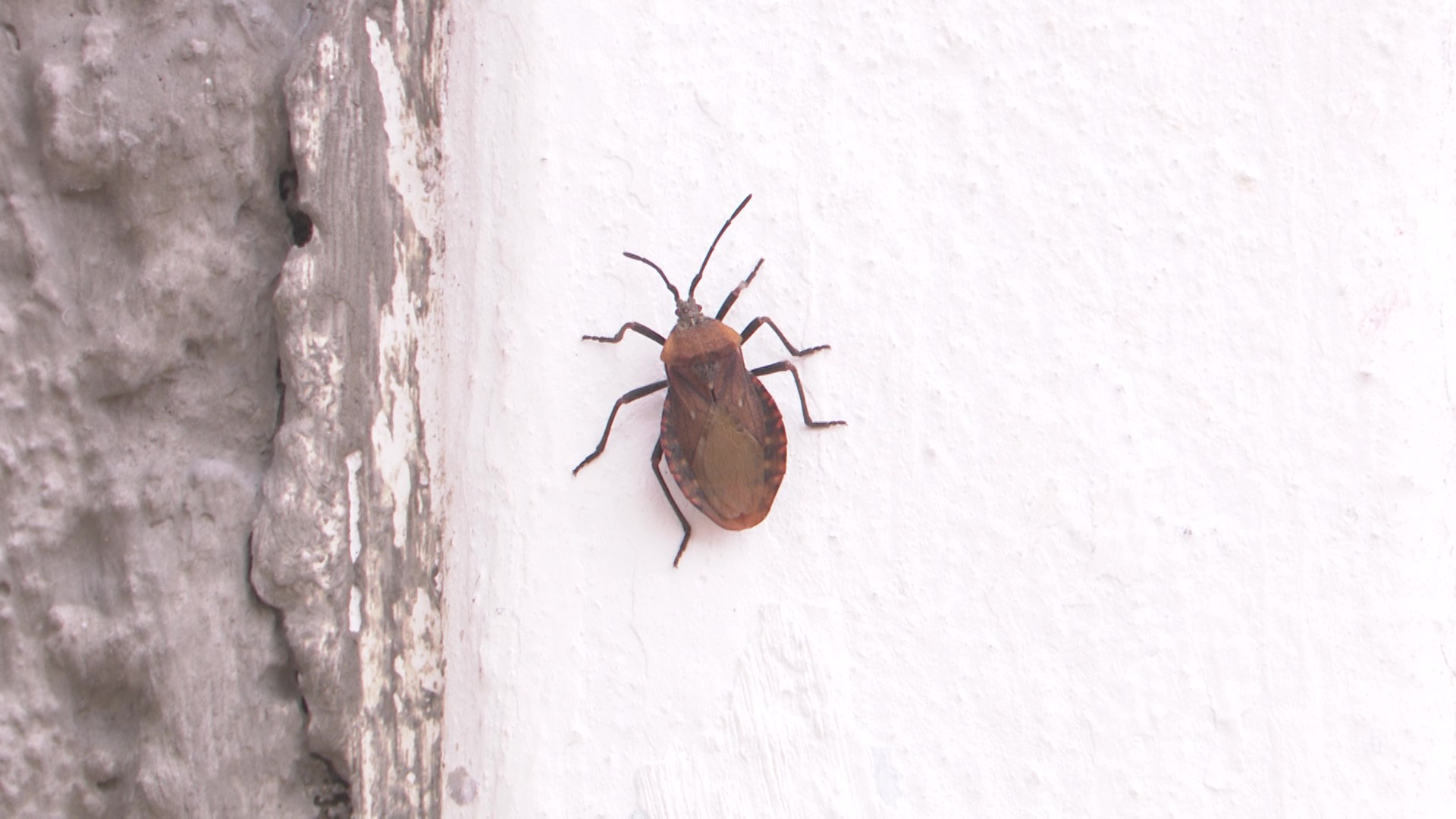 “Eles invadem tudo”, relatam moradores após infestação de besouros