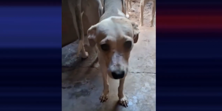 “Não há um lugar em Mossoró para recebê-los”, diz delegado sobre resgate de 10 cachorros