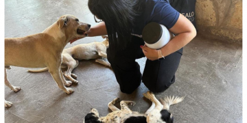 Uern realiza campanha “Ração Solidária” em apoio a protetores de animais