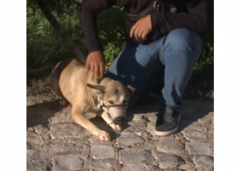 Cadela vítima de maus-tratos é resgatada após denúncia anônima em Mossoró