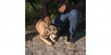 Cadela vítima de maus-tratos é resgatada após denúncia anônima em Mossoró