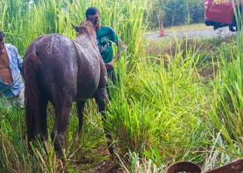 Corpo de Bombeiros resgata cavalo preso em fossa na zona rural de Pau dos Ferros