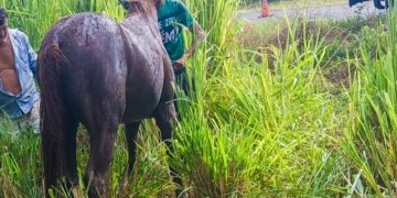 Corpo de Bombeiros resgata cavalo preso em fossa na zona rural de Pau dos Ferros