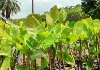 Ufersa promove Dia D da Coleta Seletiva nesta terça-feira (3)