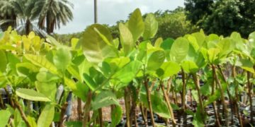 Ufersa promove Dia D da Coleta Seletiva nesta terça-feira (3)