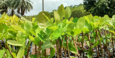 Ufersa promove Dia D da Coleta Seletiva nesta terça-feira (3)