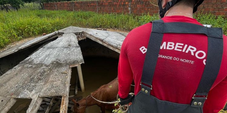 Bombeiros realizam resgate de duas éguas presas em cisterna na zona rural de Mossoró