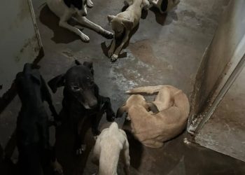 Maus-tratos: Polícia Ambiental flagra abandono e prende tutor em Mossoró