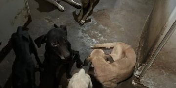 Maus-tratos: Polícia Ambiental flagra abandono e prende tutor em Mossoró