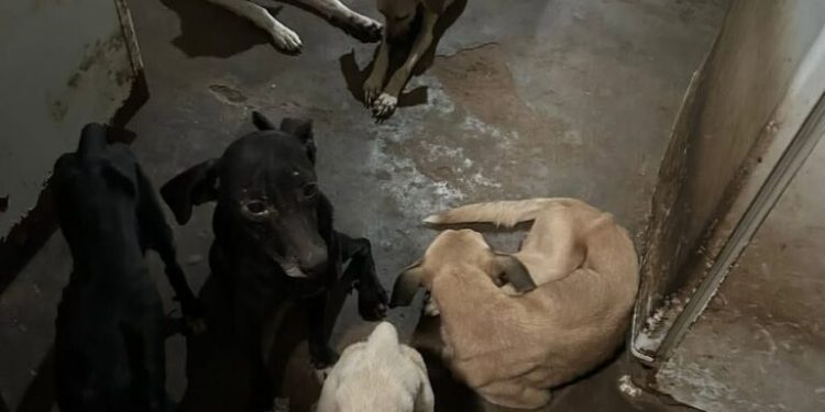 Maus-tratos: Polícia Ambiental flagra abandono e prende tutor em Mossoró