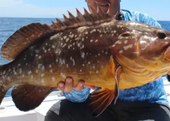 Sintomas neurológicos da toxina em peixes podem durar por meses, alerta infectologista