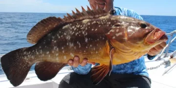 Sintomas neurológicos da toxina em peixes podem durar por meses, alerta infectologista