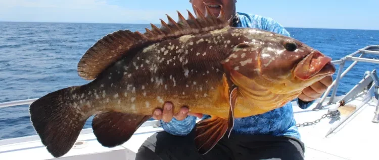 Sintomas neurológicos da toxina em peixes podem durar por meses, alerta infectologista