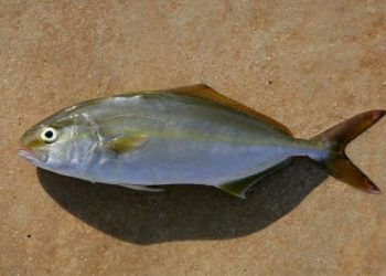 Suspeita de intoxicação por peixe atinge 13 pessoas em Natal