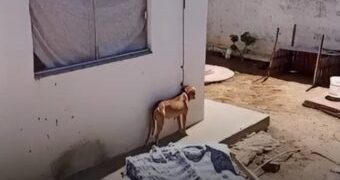 Homem é preso e autuado em flagrante por maus-tratos a animal no Conjunto Nova Mossoró