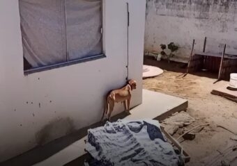 Homem é preso e autuado em flagrante por maus-tratos a animal no Conjunto Nova Mossoró