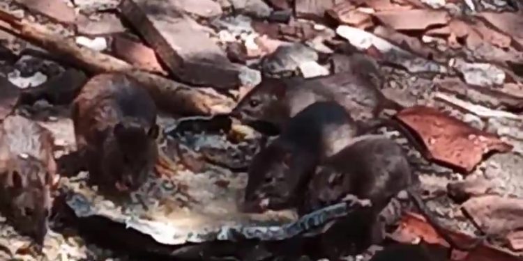 Presença de ratos e lixo em residência preocupa moradores do Santo Antônio