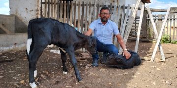 Renovação do ‘Leite e Genética’ fortalece pecuária no Médio Oeste