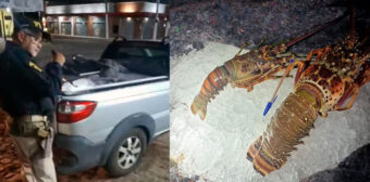 PRF intercepta veículo transportando 400kg de lagosta irregular no interior do RN