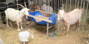 Festa do Bode 2025 acontece de 7 a 10 de agosto