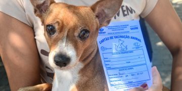 Campanha de vacinação antirrábica começará na zona rural de Mossoró na próxima segunda (14)