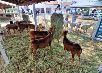 Prefeitura de Lajes divulga programação da 29ª edição da ExpoLajes