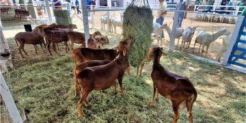 Prefeitura de Lajes divulga programação da 29ª edição da ExpoLajes