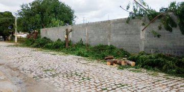 Pelotão de Ação Ambiental conduz homem à delegacia por corte ilegal de árvores em Mossoró