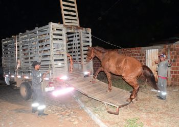 Prefeitura de Assú intensifica fiscalização e realiza apreensão de animais soltos na RN-016