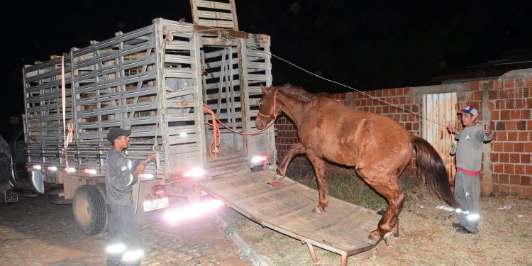Prefeitura de Assú intensifica fiscalização e realiza apreensão de animais soltos na RN-016