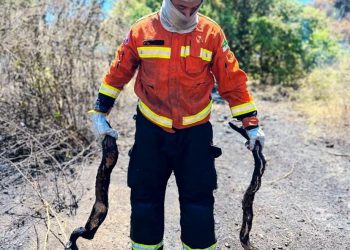 Bombeiros encontram jiboias carbonizadas durante combate a incêndio em Mossoró