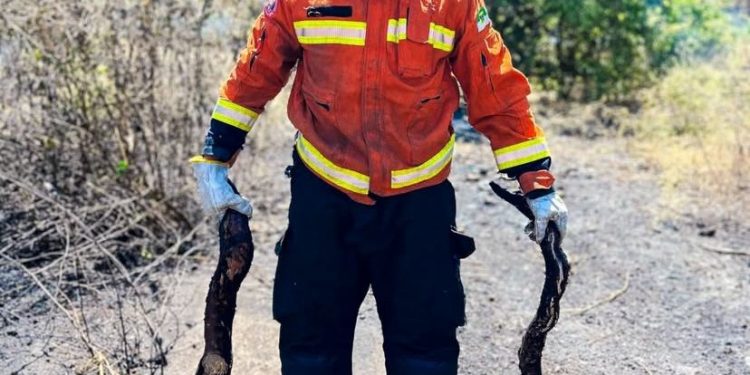 Bombeiros encontram jiboias carbonizadas durante combate a incêndio em Mossoró
