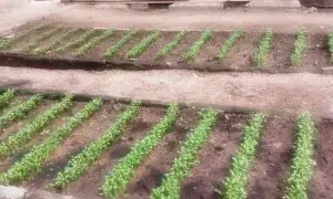 Setor de Mudas da Ufersa vai produzir hortaliças para instituições filantrópicas