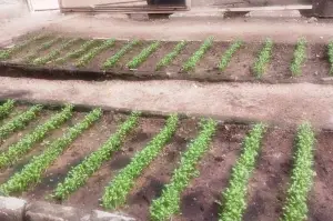 Setor de Mudas da Ufersa vai produzir hortaliças para instituições filantrópicas