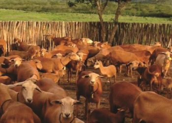 25ª Festa do Bode será transmitida pela TCM a partir desta quinta-feira (7)