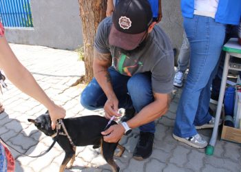 Confira os locais de vacinação antirrábica em Mossoró nesta sexta-feira (8)