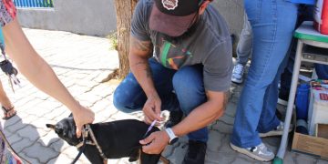 Confira os locais de vacinação antirrábica em Mossoró nesta sexta-feira (8)