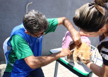 Campanha antirrábica: confira os pontos de vacinação desta semana em Mossoró