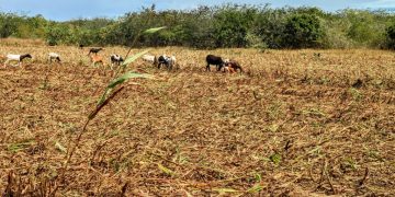 Inscrição para o Garantia Safra 2025/2026 poderá ser realizada também pela internet