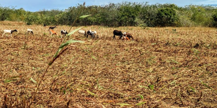 Inscrição para o Garantia Safra 2025/2026 poderá ser realizada também pela internet