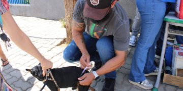 Vacinação contra a raiva seguirá na sexta e sábado em Mossoró; confira os locais