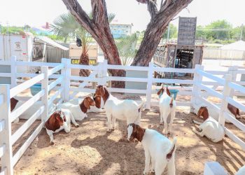 Festa do Bode 2025 começa nesta quinta (07); confira programação completa