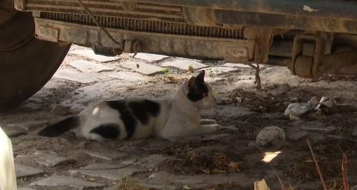 Briga entre vizinhos por causa de cães e gatos vai parar na delegacia em Mossoró