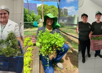Ufersa inicia entrega de hortaliças orgânicas a instituições filantrópicas de Mossoró