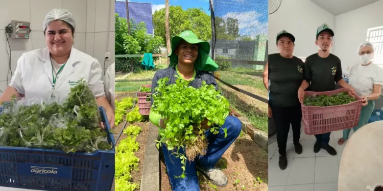 Ufersa inicia entrega de hortaliças orgânicas a instituições filantrópicas de Mossoró