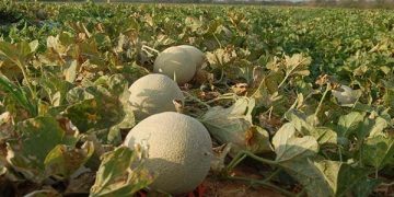 Expofruit 2025 deve movimentar milhões e atrair compradores de vários países